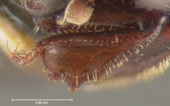 Media type: image;   Entomology 24140 Aspect: front tibia
